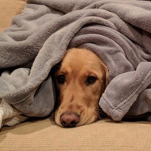 Meet your Posher, Noah